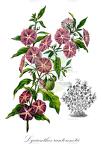 Lycianthes rantonnetii