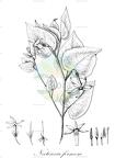 Nectouxia formosa