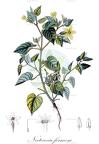 Nectouxia formosa