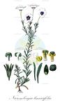 Nierembergia linariifolia