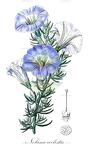Nolana coelestis
