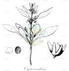 Oryctes nevadensis