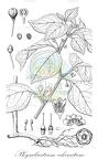 Physaliastrum echinatum