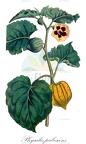 Physalis pubescens