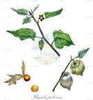 Physalis pubescens
