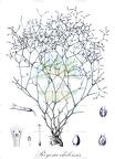 Reyesia chilensis