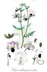 Schizanthus pinnatus