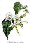Schraderanthus viscosa