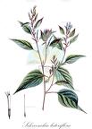 Schwenckia lateriflora