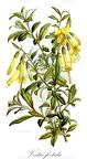 Vestia foetida