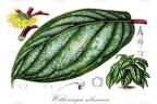 Witheringia solanacea