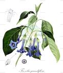 Trozelia grandiflora