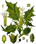 Datura stramonium