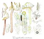 Gongylanthus ericetorum