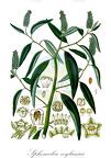 Sphenoclea zeylanica