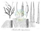 Bescherellia elegantissima