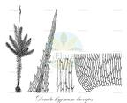 Dendro-hypnum brevipes