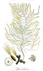 Sporochnus