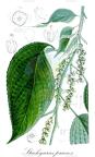 Stachyurus praecox