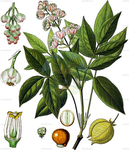 Staphylea pinnata
