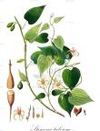 Stemona tuberosa