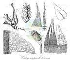 Catagoniopsis berteroana