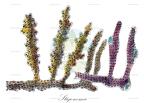 Stigonema