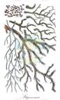 Stigonema