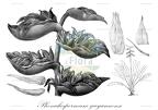 Phenakospermum guyannense