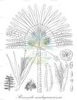 Ravenala madagascariensis