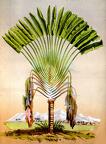 Ravenala madagascariensis