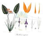Strelitzia reginae