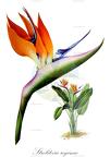 Strelitzia reginae