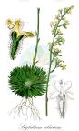 Stylidium ciliatum