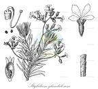 Stylidium glandulosum
