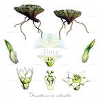 Donatia novae-zelandiae