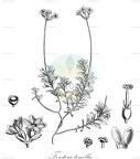 Forstera tenella