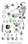 Cadellia pentastylis