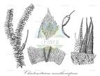 Chaetomitrium acanthocarpum