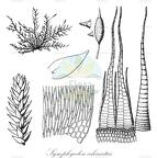 Symphyodon echinatus
