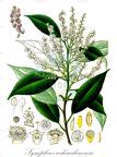 Symplocos cochinchinensis