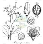 Talinum paniculatum