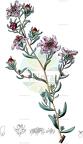 Reaumuria alternifolia