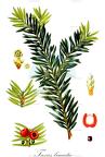 Taxus baccata