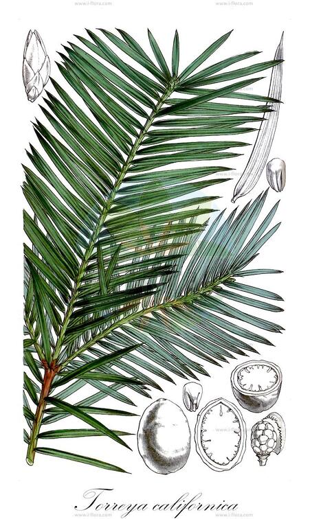 Torreya californica