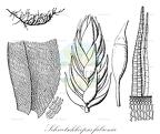 Schwetschkeopsis fabronia