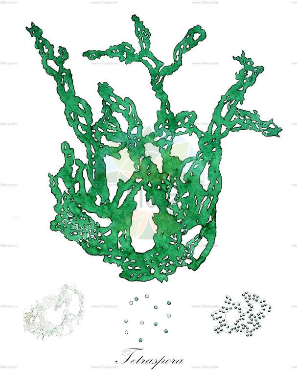 Tetraspora