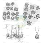 Tetraspora