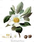Gordonia pubescens