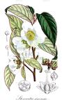 Stewartia sinensis